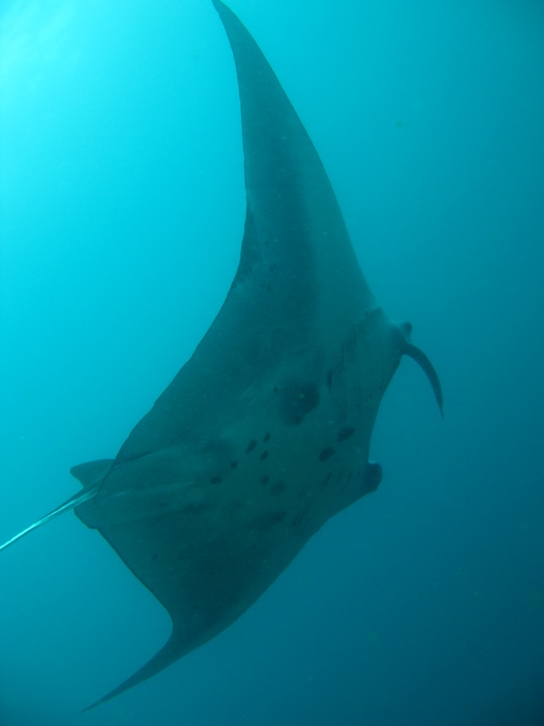 Manta
